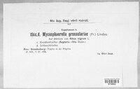 Mycosphaerella ribis image